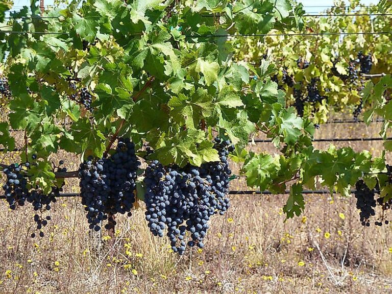 Grape Vineyards – Agriculture Dictionary