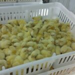 Hatchery – Agriculture Dictionary