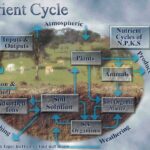 Nutrient Cycling – Agriculture Dictionary