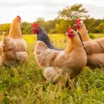 10 Essential Guides for the Farm Curious