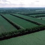 Windbreaks – Agriculture Dictionary