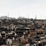 Of Cattle and Colonoscopies – The Misfit Farmer