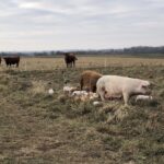 Another Photo, Piglets in December