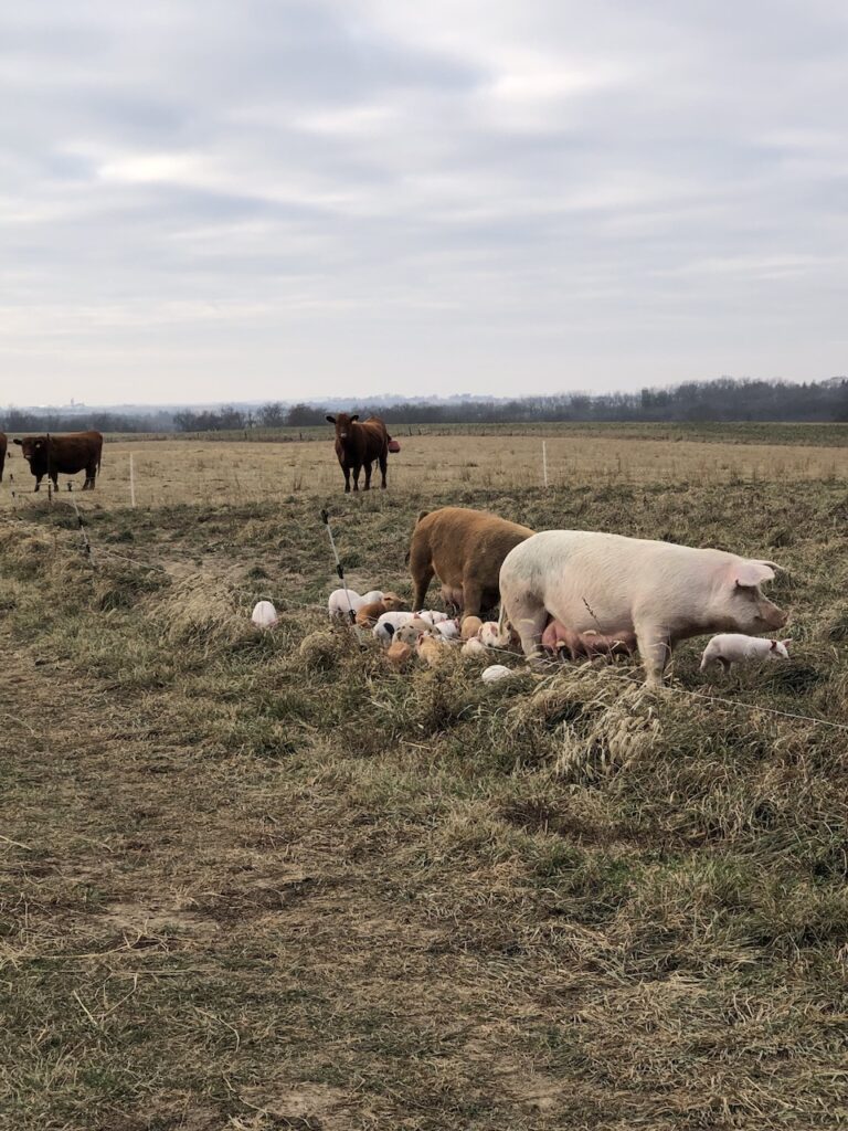 Another Photo, Piglets in December