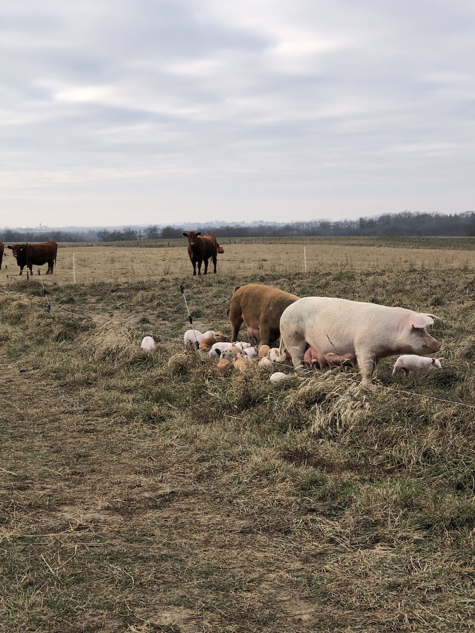 Another Photo, Piglets in December