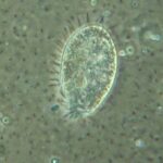 Soil Protozoa – Agriculture Dictionary