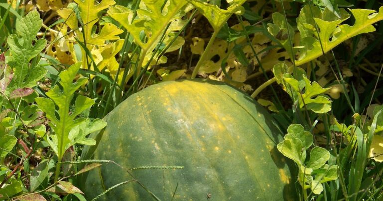 Hickery Holler Farm: Royal Golden Watermelon