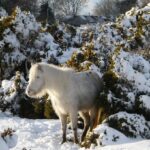 Dartmoor Land Use Management Group: next steps – Farming