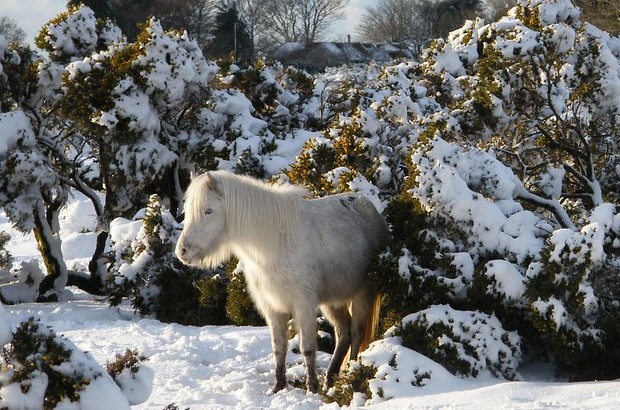 Dartmoor Land Use Management Group: next steps – Farming