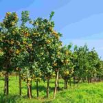 Citrus Farming – Agriculture Dictionary