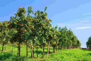 Citrus Farming – Agriculture Dictionary