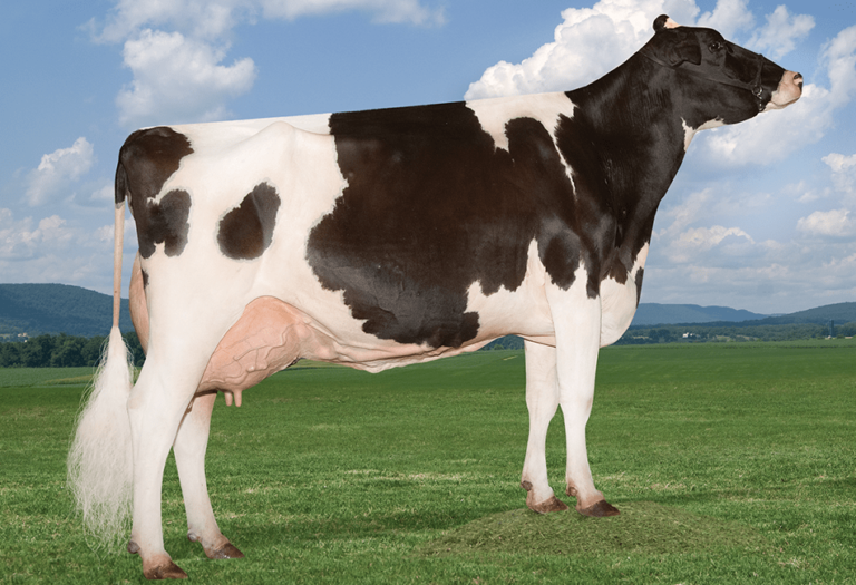 Dairy Cattle – Agriculture Dictionary