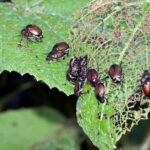 Integrated Pest Management (IPM) – Agriculture Dictionary