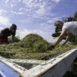 Meadow Match, Cornwall’s wildflower seed dating service  – Farming