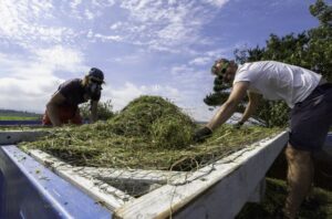 Meadow Match, Cornwall’s wildflower seed dating service  – Farming