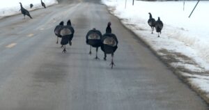 High-Mountain Roadrunners and Fluffy Little Robbers