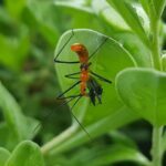 Beneficial Insects – Agriculture Dictionary