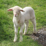 Lamb – Agriculture Dictionary