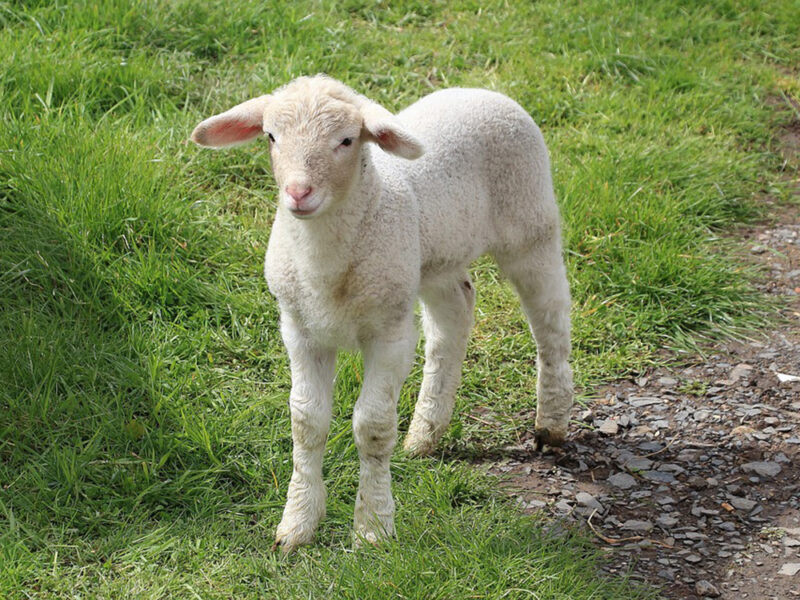 Lamb – Agriculture Dictionary