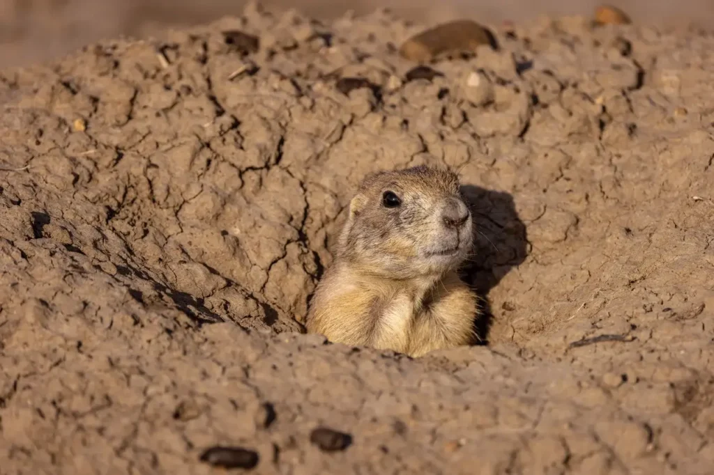 Why the West Needs Prairie Dogs