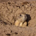 Why the West Needs Prairie Dogs