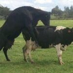 Pregnancy Diagnosis in Cattle – Agriculture Dictionary