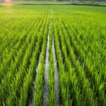 Rice Farming – Agriculture Dictionary