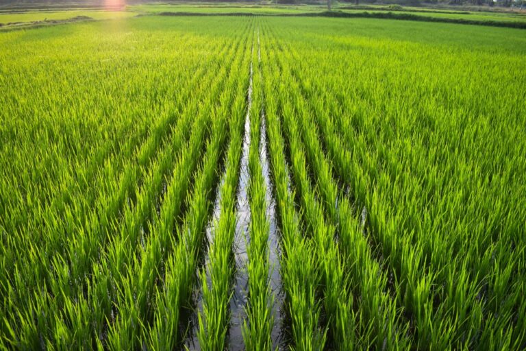 Rice Farming – Agriculture Dictionary