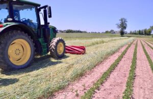 Cover cropping poses unique challenges to organic farmers