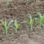 Soil Tilth – Agriculture Dictionary