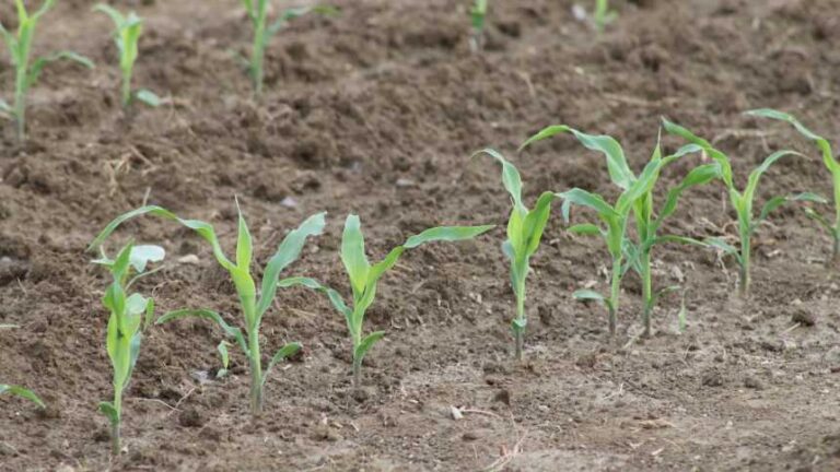 Soil Tilth – Agriculture Dictionary