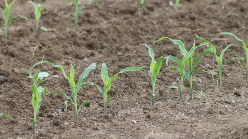 Soil Tilth – Agriculture Dictionary