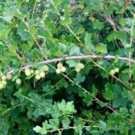 Hickery Holler Farm: Canning Gooseberry Pie Filling