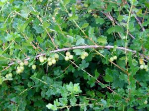 Hickery Holler Farm: Canning Gooseberry Pie Filling