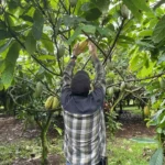 In Hawai‘i, American Farmers Believe They Do Cacao Better