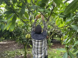 In Hawai‘i, American Farmers Believe They Do Cacao Better