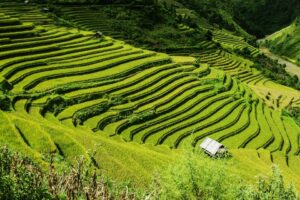 Terracing – Agriculture Dictionary