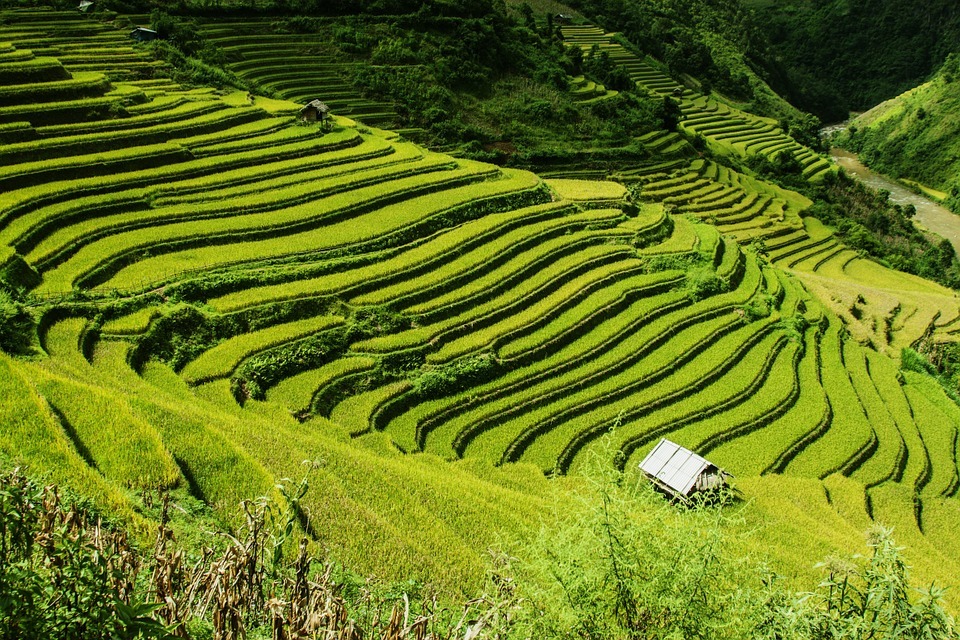 Terracing – Agriculture Dictionary