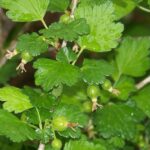 Hickery Holler Farm: More Spring Garden 2022