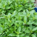 Hickery Holler Farm: May Garden 2022