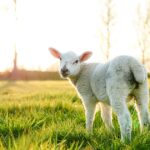 Greenhill Farm: Peace With Heather