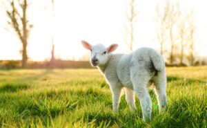 Greenhill Farm: Peace With Heather