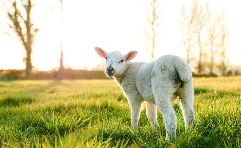 Greenhill Farm: Peace With Heather