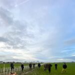 31) farmingGeorge’s Fobbing Farm Update: Dairying