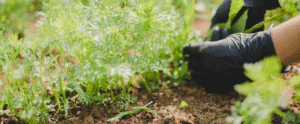 Now until May 10th: Weed Killer Discount at all FGS Supply Centers
