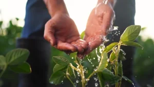 How to Conserve Water on Small-Scale Farms: 7 Tips for Success