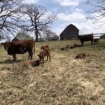 Decision Making | Curiousfarmer