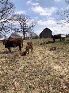 Decision Making | Curiousfarmer