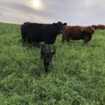 May 2025 | Curiousfarmer