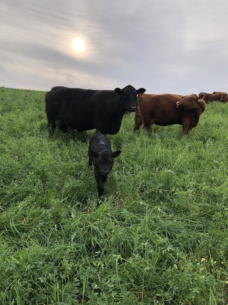 May 2025 | Curiousfarmer May 2025 | Curiousfarmer